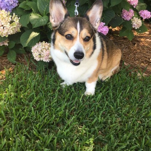 Meet your Posher, Hannah, Daisy, Rocky, Baxter(RIP) and Logan (RIP) - Picture 3 of 14